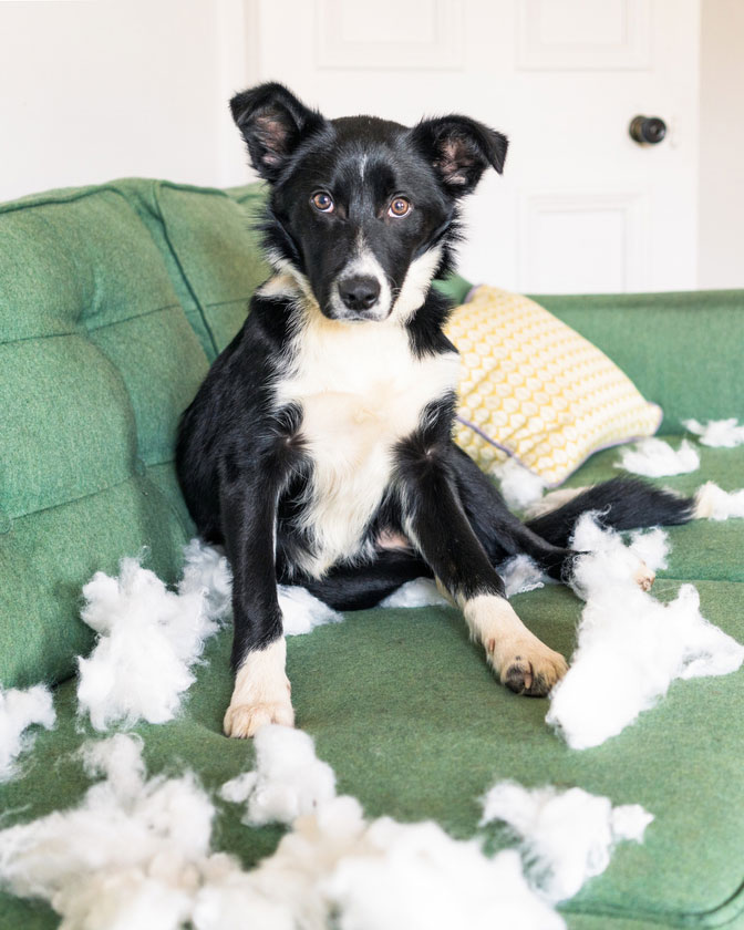 a dog lying on a bed