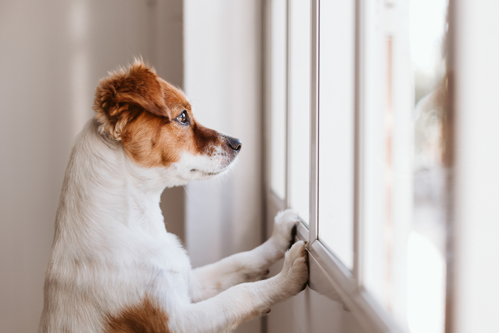 a dog sitting in front of a mirror