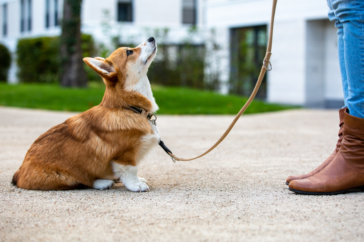 a dog sitting on the ground